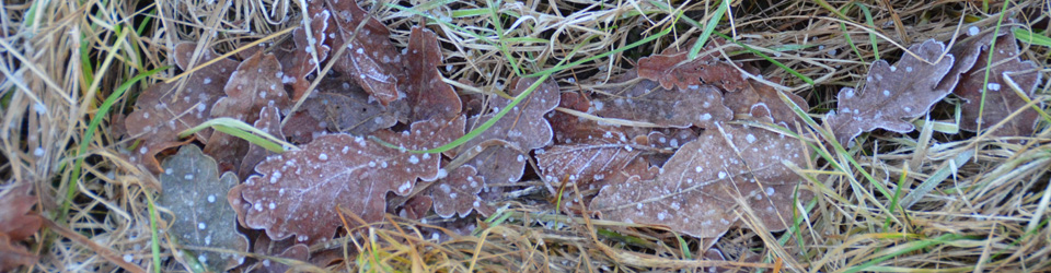 Bergholms Tomtägarförening