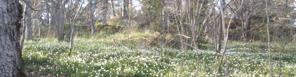 Bergholms Tomtägarförening