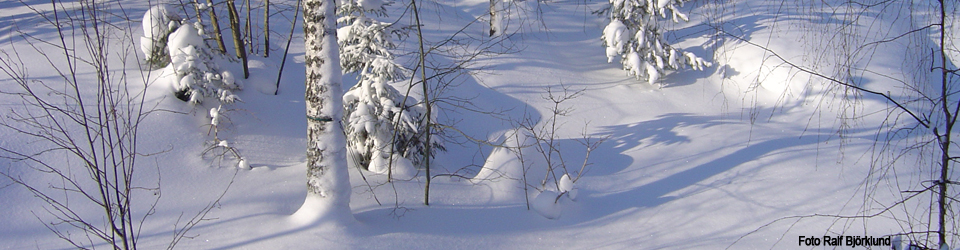 Bergholms Tomtägarförening